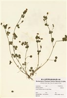 藏品(天藍苜蓿)的圖片